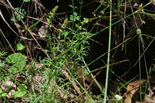 Image of Haloragis heterophylla by (c) Greg Tasney, some rights reserved (CC BY-SA)