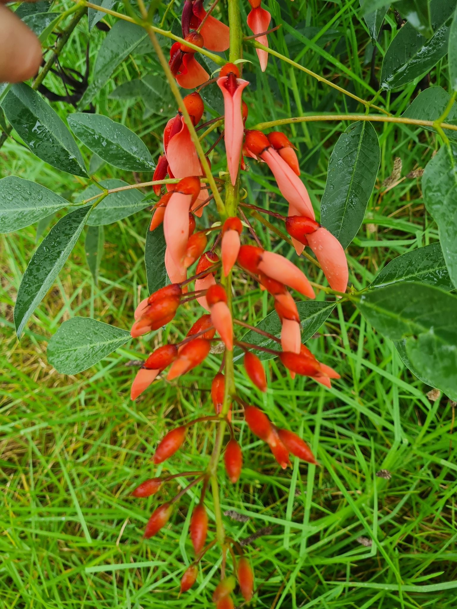 Imagem de Corticeira