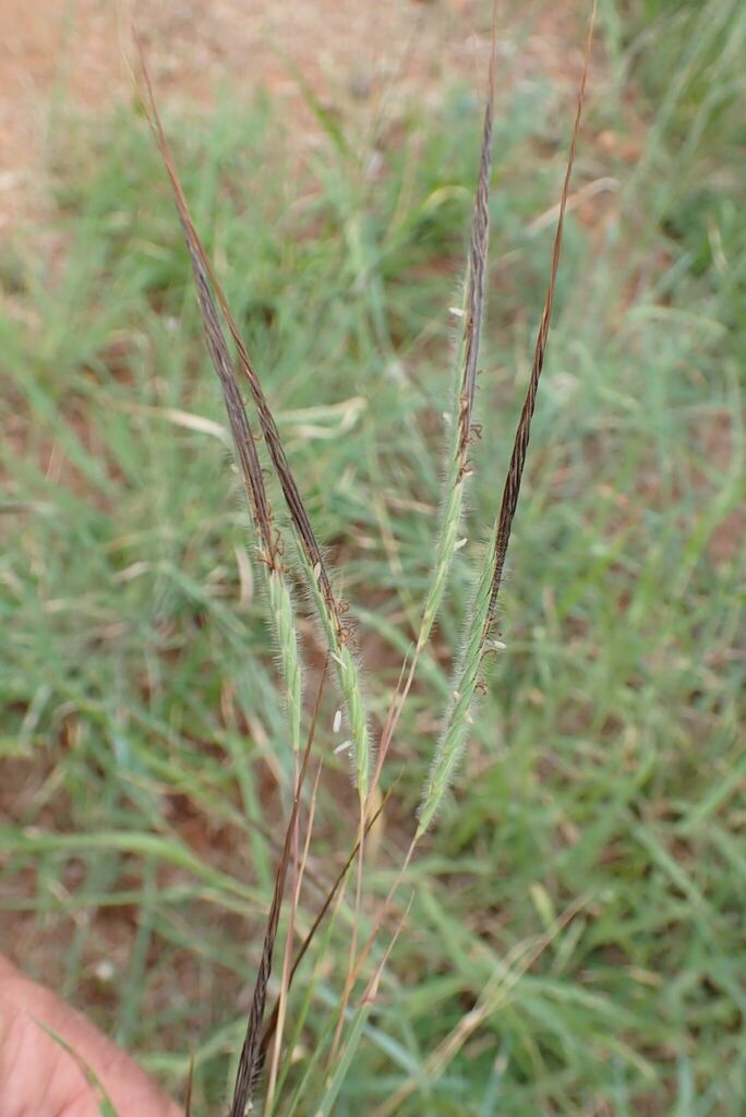 tanglehead from Mhlatikop Trail, Malelane, South Africa on January 13 ...