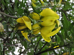 Crotalaria agatiflora