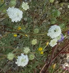 Chaenactis fremontii