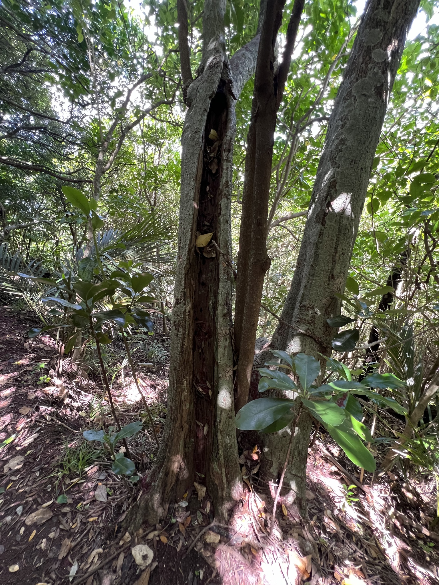 Imagem de Karaka