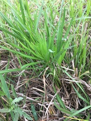 Liatris pycnostachya