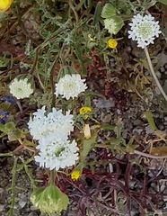 Chaenactis fremontii