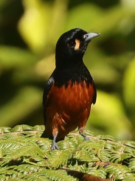 Bougainville Monarch illustration