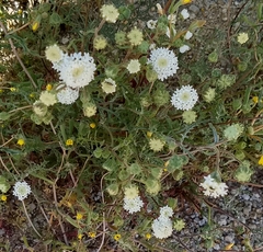 Chaenactis fremontii