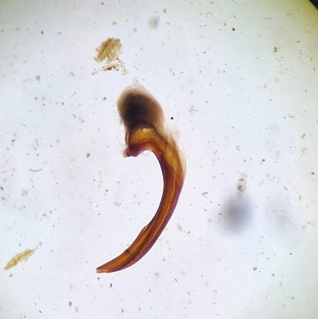 Agabus semipunctatus