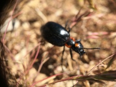 Lytta sublaevis