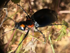 Lytta sublaevis
