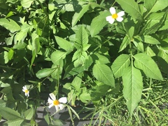 Bidens alba