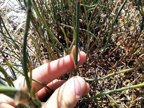 Image of Willdenowia incurvata by (c) De Waal Hugo, some rights reserved (CC BY)