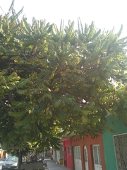 Phyllanthus acidus