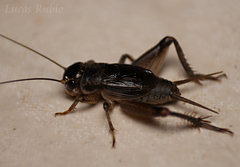 Miogryllus