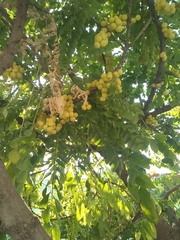 Phyllanthus acidus