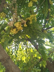 Phyllanthus acidus