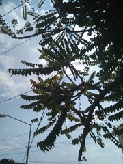 Phyllanthus acidus