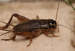 Miogryllus