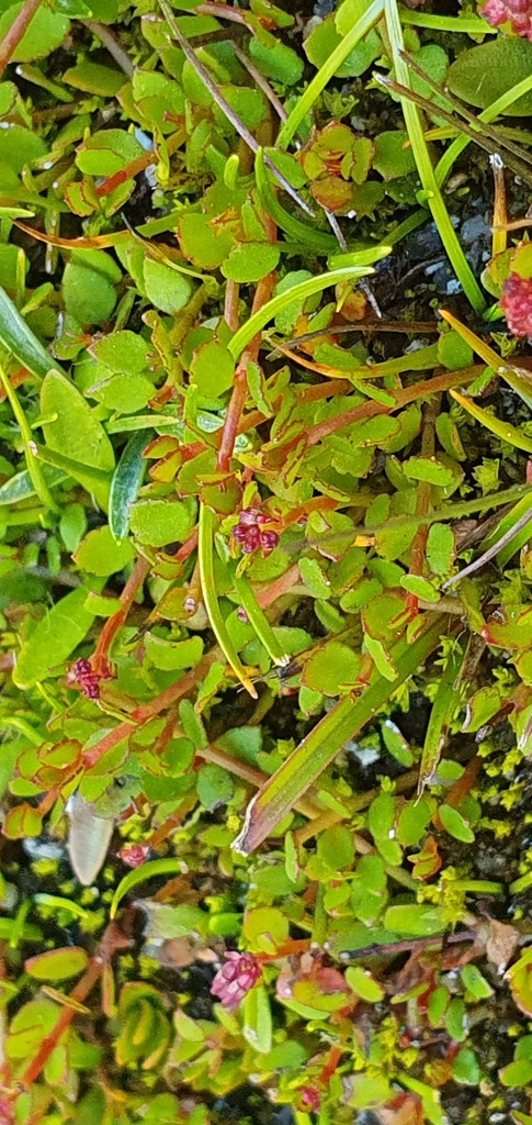 creeping raspwort from Tasman District, Tasman, New Zealand on January ...