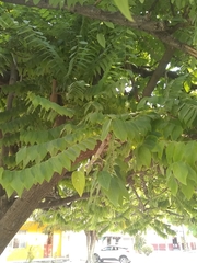 Phyllanthus acidus