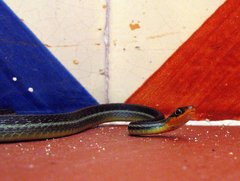 Thamnophis proximus rutiloris