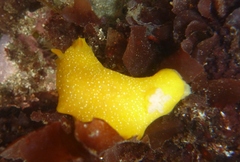 Doriopsilla albopunctata