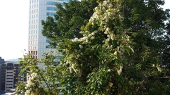 Clematis vitalba