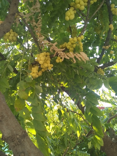 Phyllanthus acidus