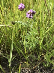 Astragalus didymocarpus milesianus
