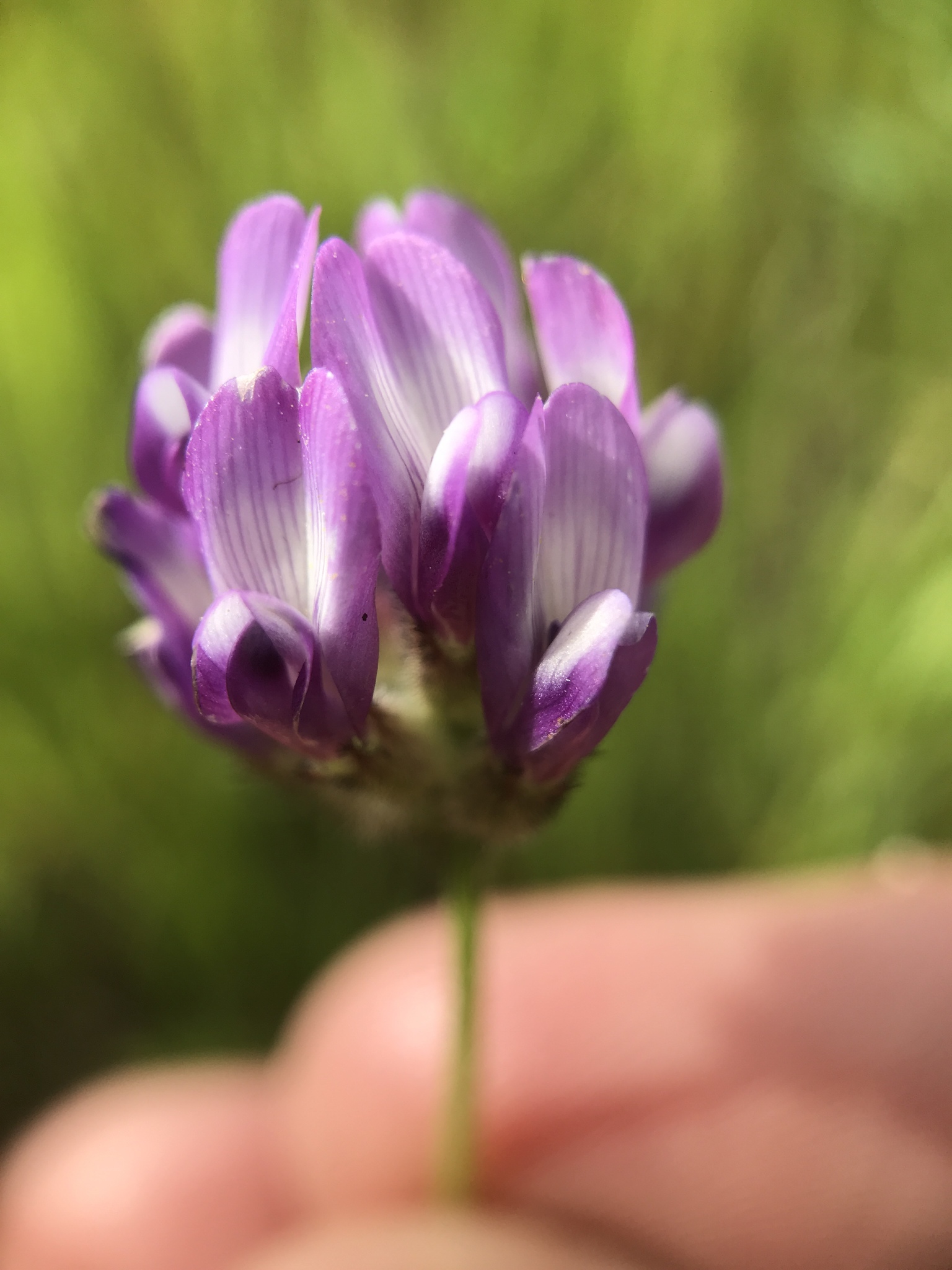Astragalus didymocarpus var. milesianus