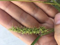 Cenchrus spinifex