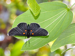 Melanis acroleuca acroleuca