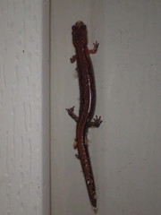 Plethodon websteri