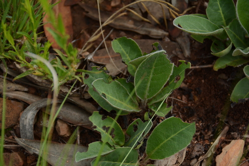 Margarida-africana