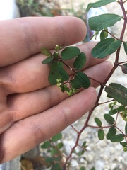 Euphorbia hyssopifolia
