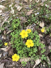 Oxalis texana
