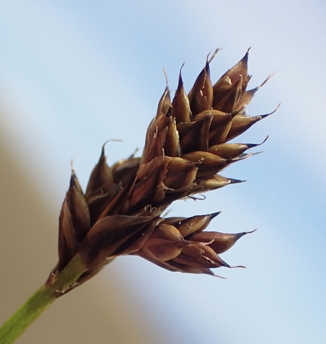 Carex lachenalii Schkuhr