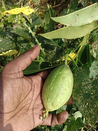 Luffa aegyptiaca