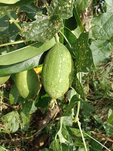 Luffa aegyptiaca