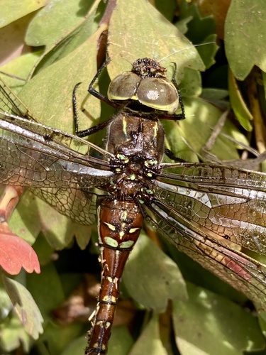 Blue-spotted Hawker photo 5