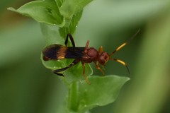 Trogomorpha arrogans