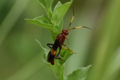 Trogomorpha arrogans
