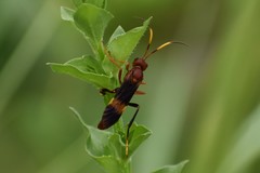 Trogomorpha arrogans