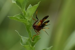Trogomorpha arrogans