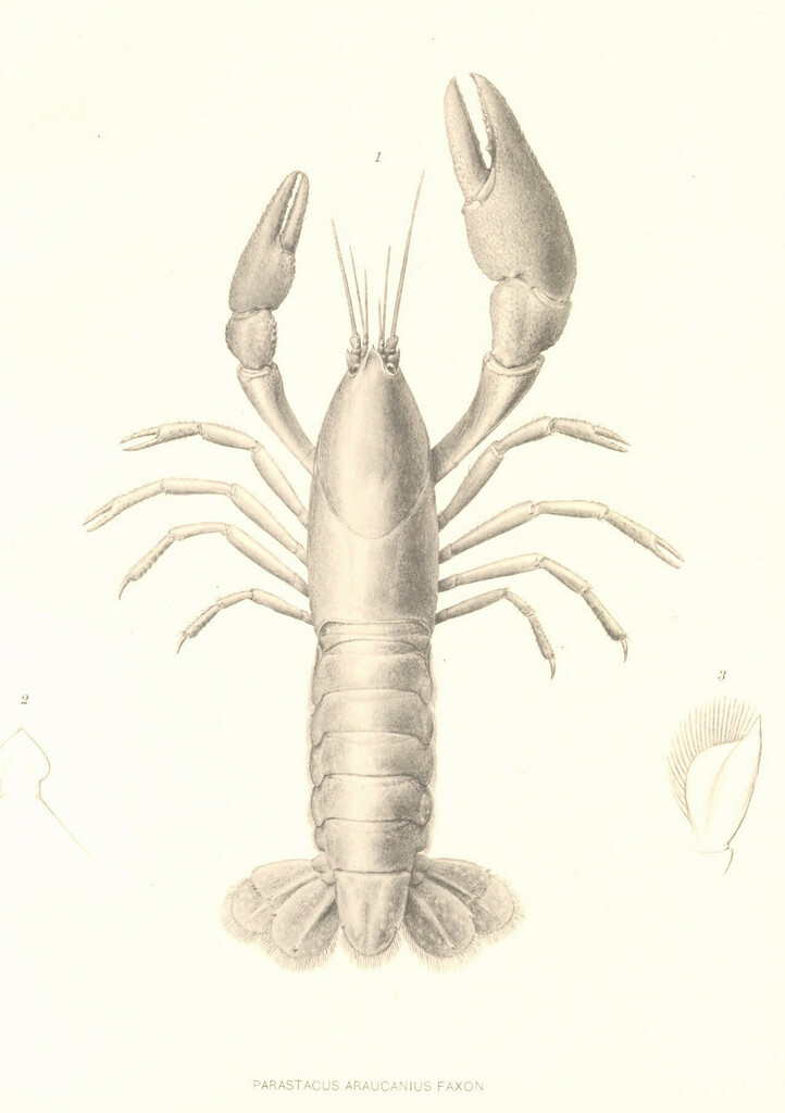 Virilastacus