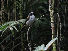Saltator atripennis