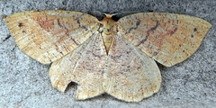 Apodrepanulatrix liberaria