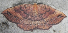 Apodrepanulatrix liberaria