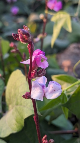 Image of Lablab purpureus by no rights reserved