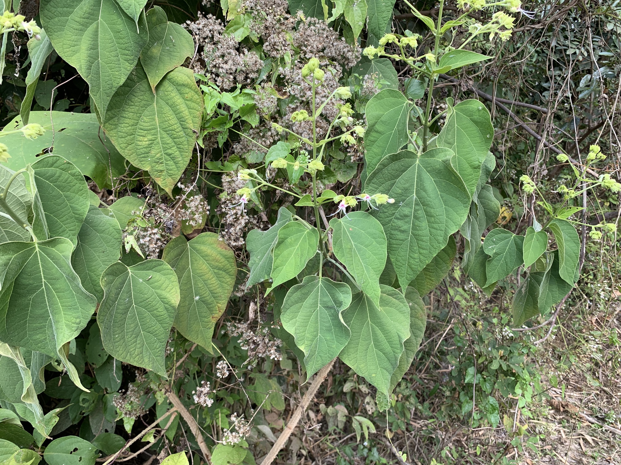 Imagem de Escova-de-macaco