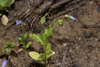 Solenopsis laurentia - Photo (c) jltasset, some rights reserved (CC BY-NC), uploaded by jltasset